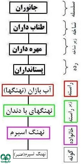 طبقه بندی گونه نهنگ اسپرم 