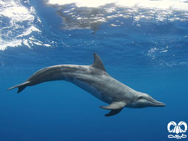 ویژگی‌های ظاهری گونه دلفین دندان ناصاف