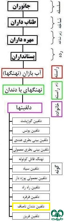 طبقه بندی گونه دلفین دندان ناصاف