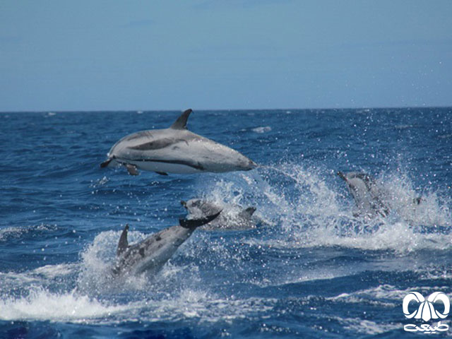 ویژگی‌های ظاهری گونه دلفین راه‌ راه