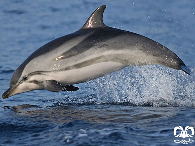  ویژگی‌های زیستی دلفین راه‌ راه