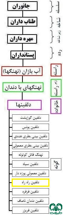 طبقه بندی گونه دلفین راه‌ راه