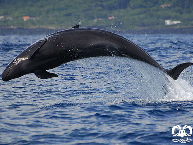 جثه‌ دلفین سیاه نسبتاً بزرگ و استوانه‌ای شکل، سر بدون پوزه‌ی دراز