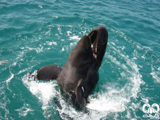 ویژگی‌های ظاهری گونه دلفین سیاه