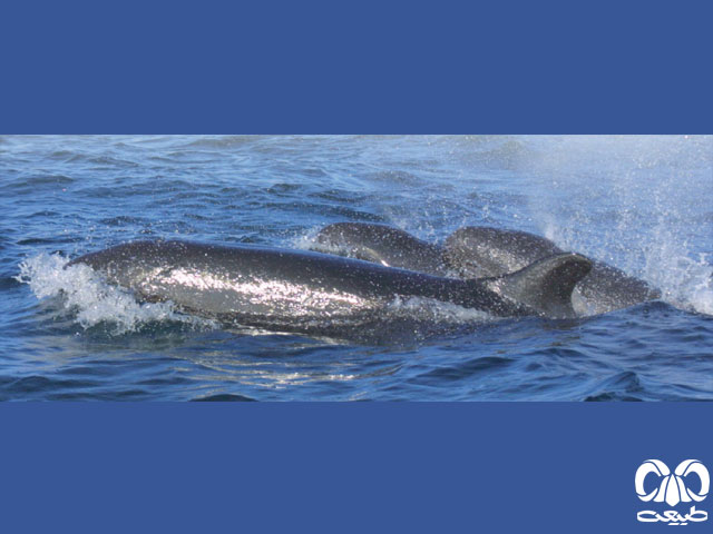 ویژگی‌های زیستی گونه دلفین سیاه