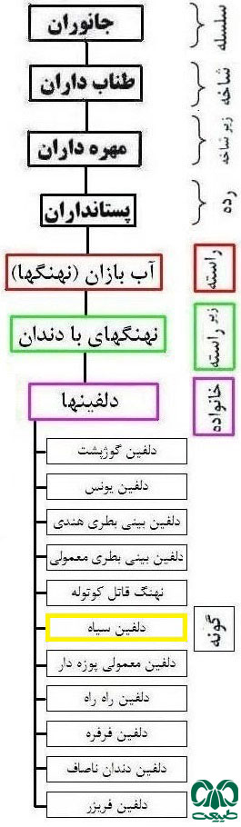 طبقه بندی گونه دلفین سیاه