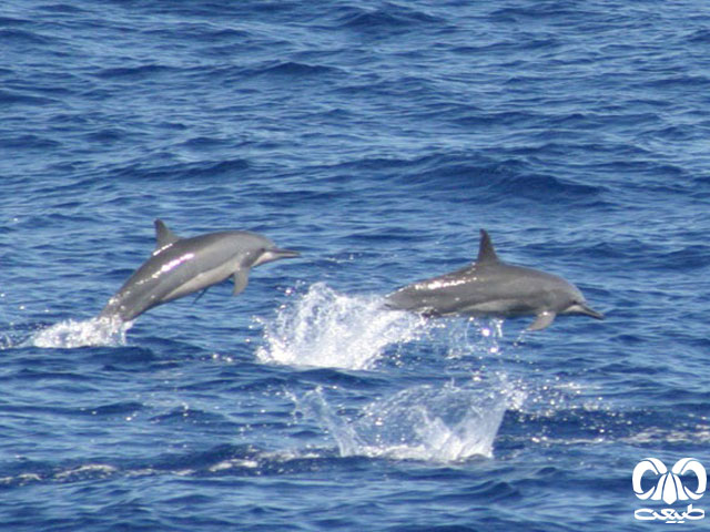 ویژگی‌های ظاهری گونه دلفین فرفره