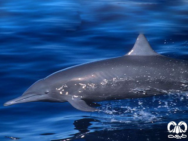 نام گونه دلفین فرفره یا دلفین چرخنده برگرفته از عادت رفتاری خاص آن است 