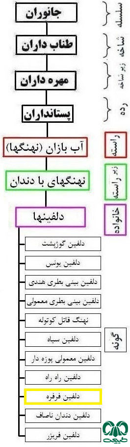 طبقه بندی گونه دلفین فرفره