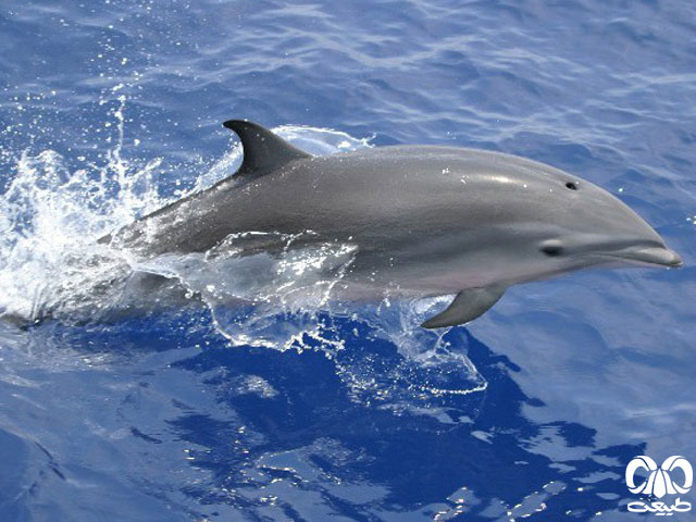 گونه دلفین فریزر