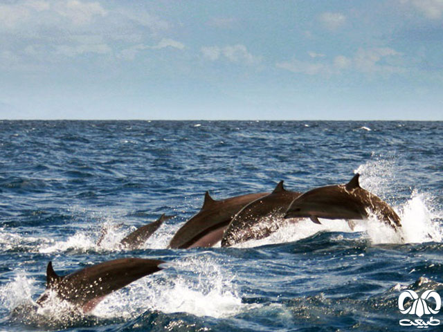 ویژگی‌های ظاهری گونه دلفین فریزر