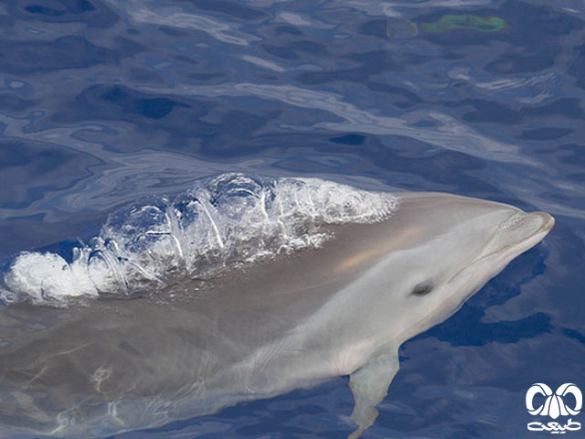 ویژگی‌های زیستی گونه دلفین فریزر