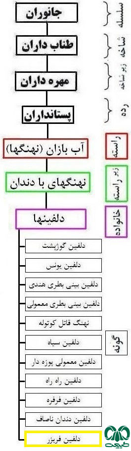 طبقه بندی گونه دلفین فریزر