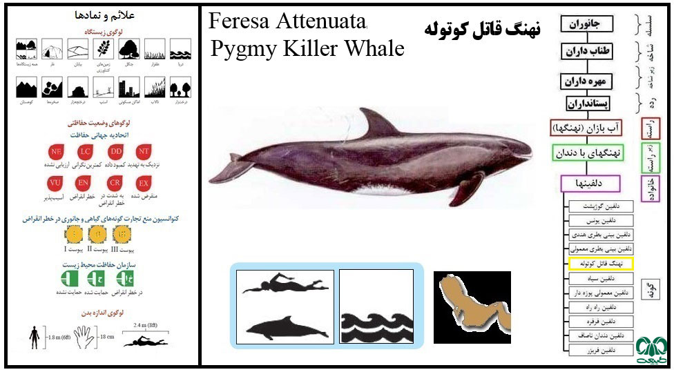 دلفین قاتل کوتوله