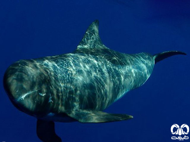 نهنگ قاتل کوتوله جثه متوسط و جلوی سر گرد دارد