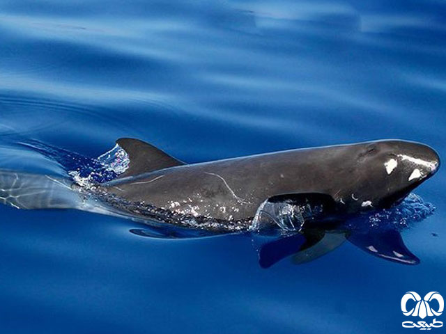 ویژگی‌های ظاهری گونه دلفین قاتل کوتوله 