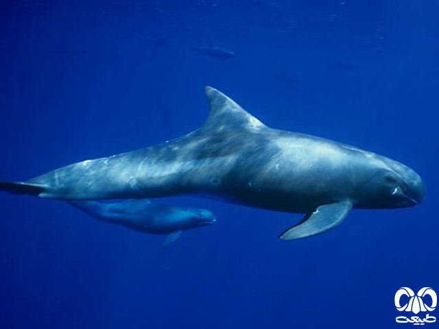 ویژگی‌های زیستی گونه دلفین قاتل کوتوله 