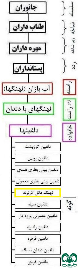 طبقه بندی گونه دلفین قاتل کوتوله 