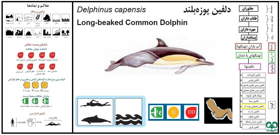 دلفین معمولی پوزه دراز Long-Beaked Common Dolphin دلفین معمولی پوزه دراز