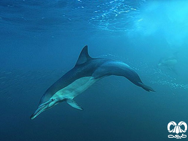 دلفین معمولی پوزه دار
