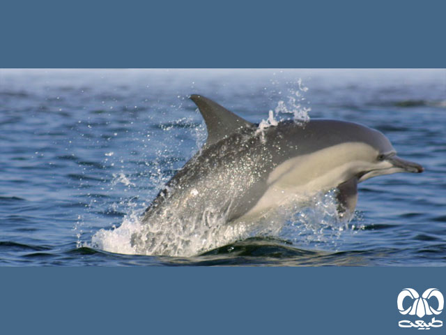 ویژگی‌های زیستی گونه دلفین معمولی پوزه‌ دراز 