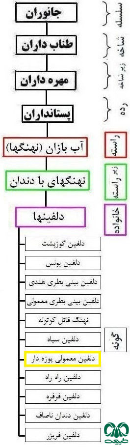 طبقه بندی گونه دلفین معمولی پوزه دراز از خانواده دلفین ها طبقه بندی گونه دلفین معمولی پوزه دراز