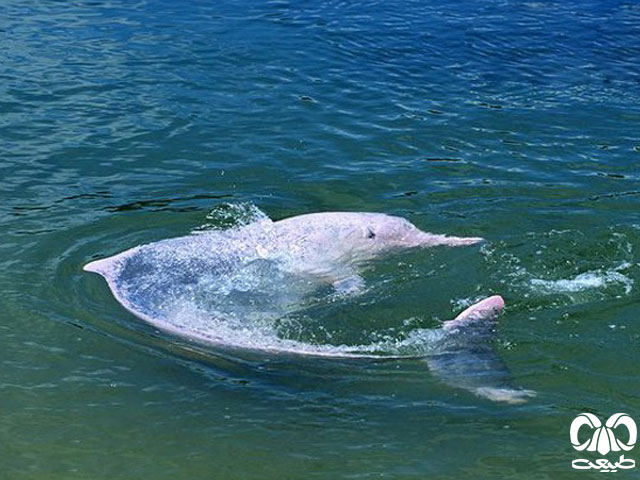 جثه‌ دلفین گوژپشت