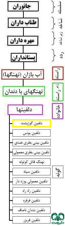 طبقه بندی گونه دلفین گوژپشت