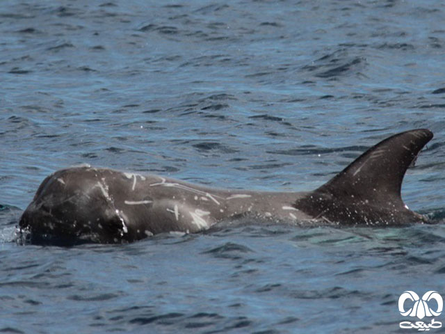 ویژگی‌های ظاهری گونه دلفین یونس