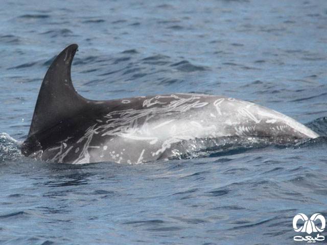 ویژگی‌های زیستی گونه دلفین یونس