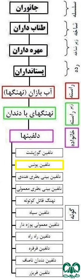 طبقه بندی گونه دلفین یونس