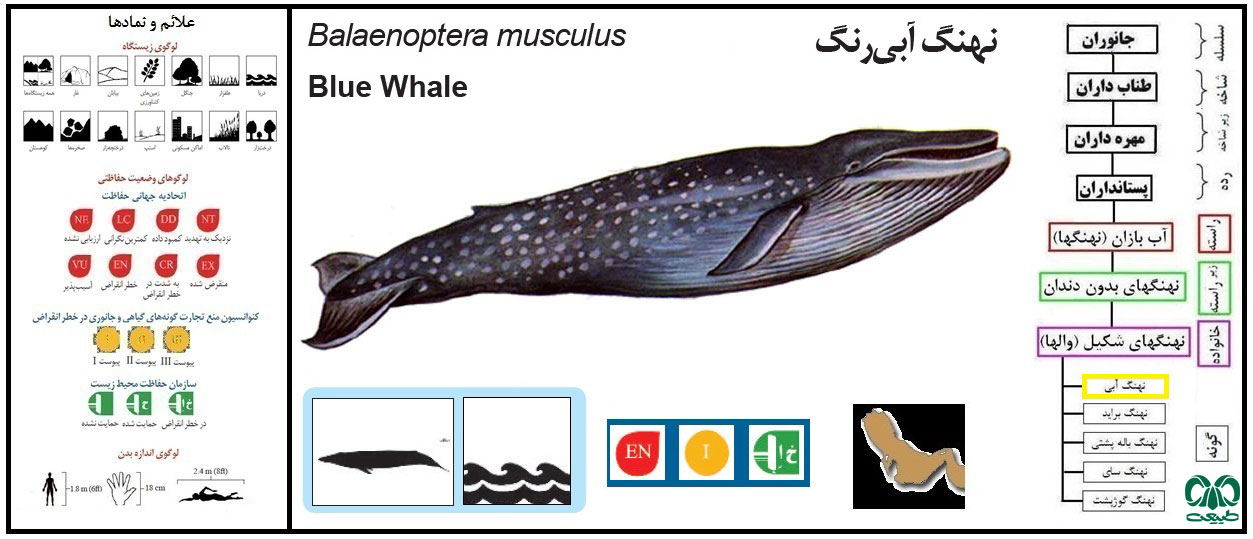 گونه نهنگ آبی