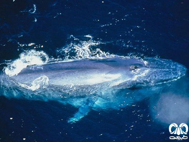 نهنگ آبی بلندترین صدا را در بین جانوران دارد.