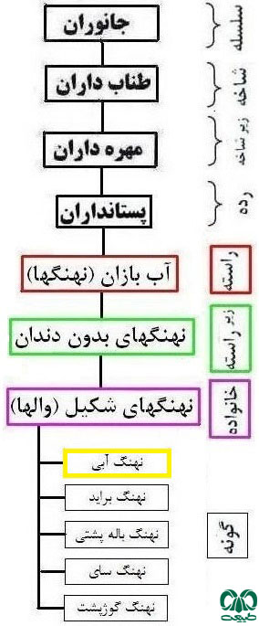  طبقه بندی گونه نهنگ آبی