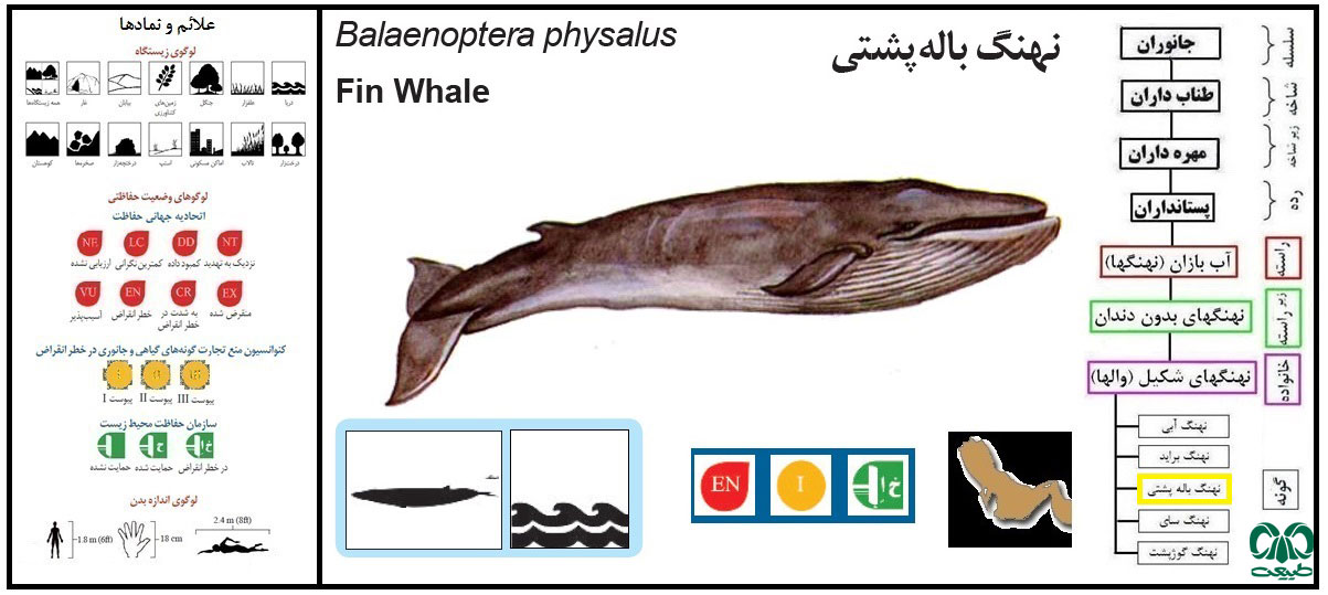 گونه نهنگ باله پشتی