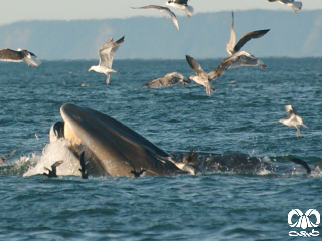  ویژگی‌های ظاهری گونه نهنگ باله پشتی