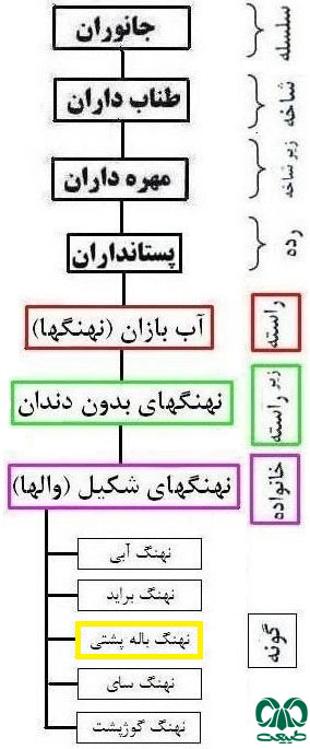  طبقه بندی گونه نهنگ باله پشتی