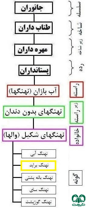  طبقه بندی گونه نهنگ براید