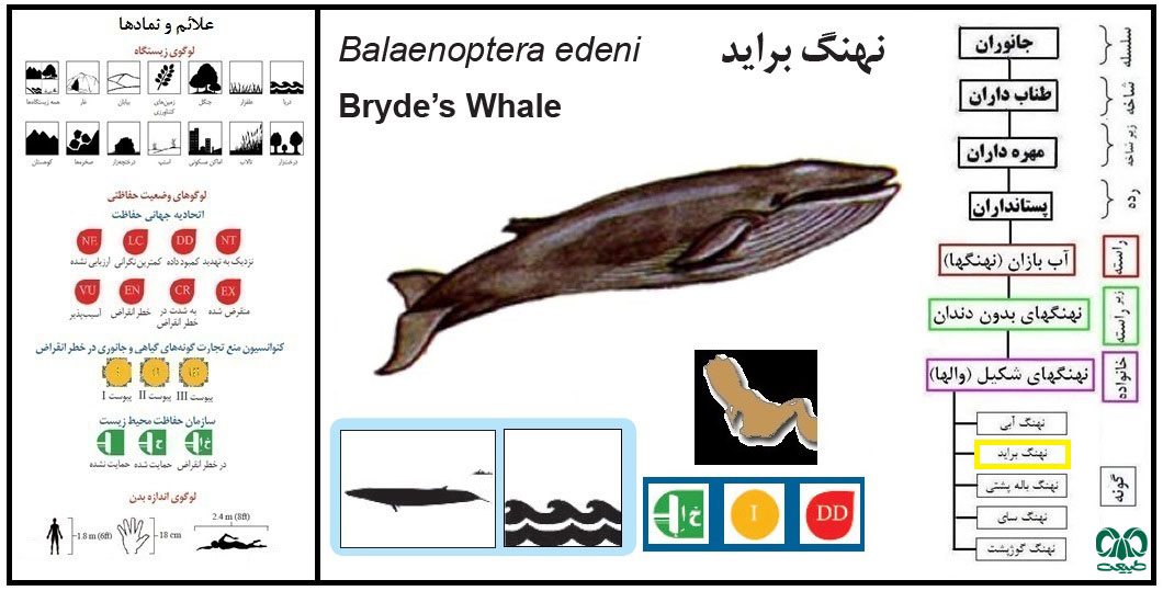 گونه نهنگ براید