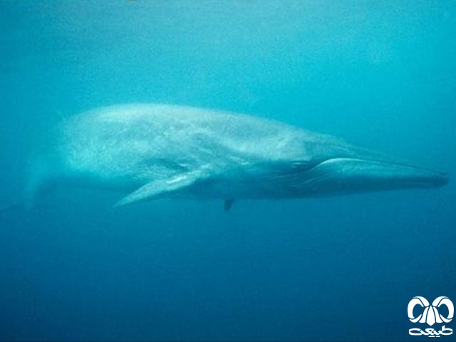 ویژگی‌های ظاهری گونه نهنگ براید