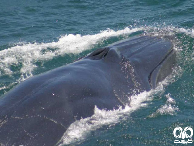 ویژگی‌های زیستی گونه نهنگ براید