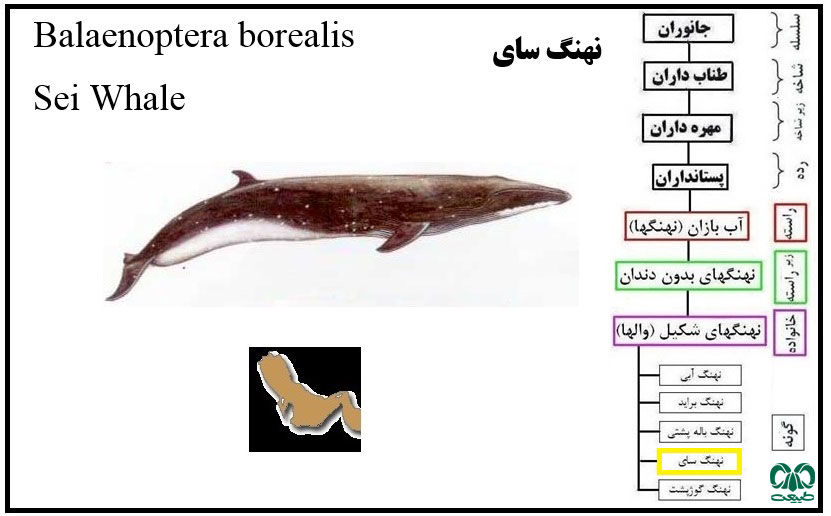 گونه نهنگ سای