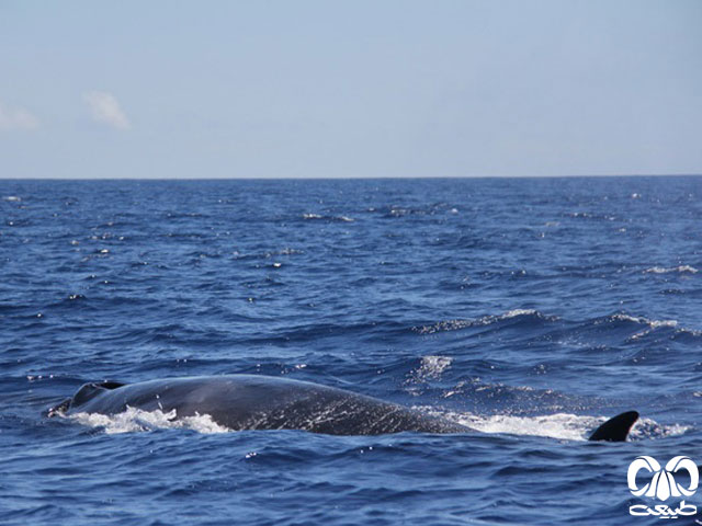 ویژگی‌های ظاهری گونه نهنگ سای 