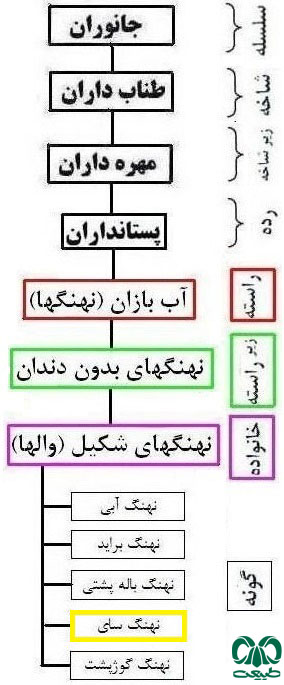 طبقه بندی گونه نهنگ سای 