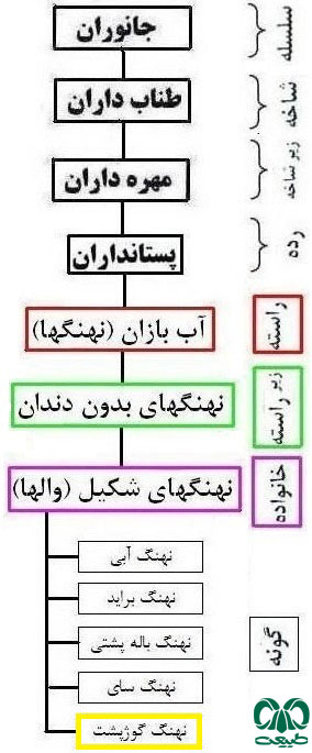 طبقه بندی گونه وال گوژپشت