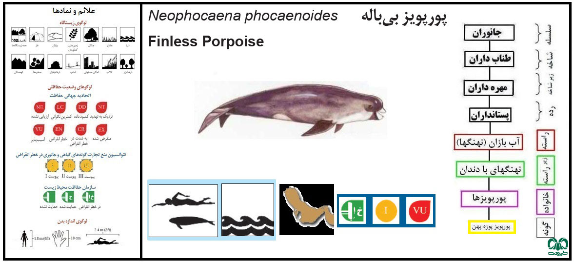 گونه پورپویز پوزه‌ پهن