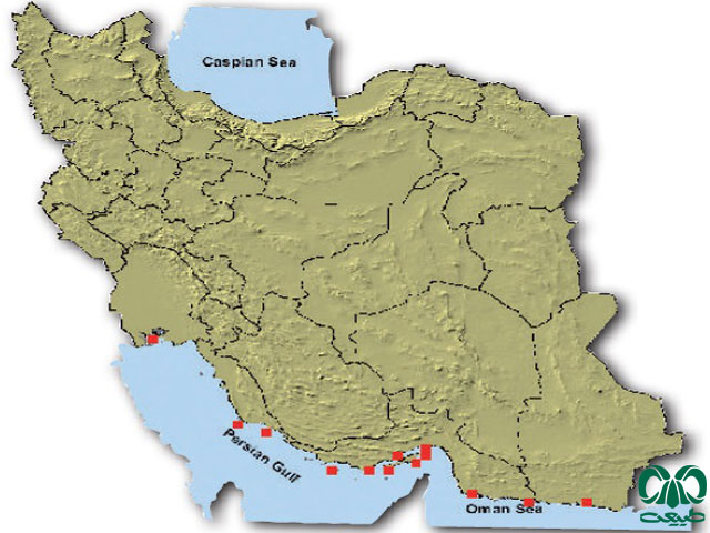 گونه پورپویز پوزه‌ پهن در ایران