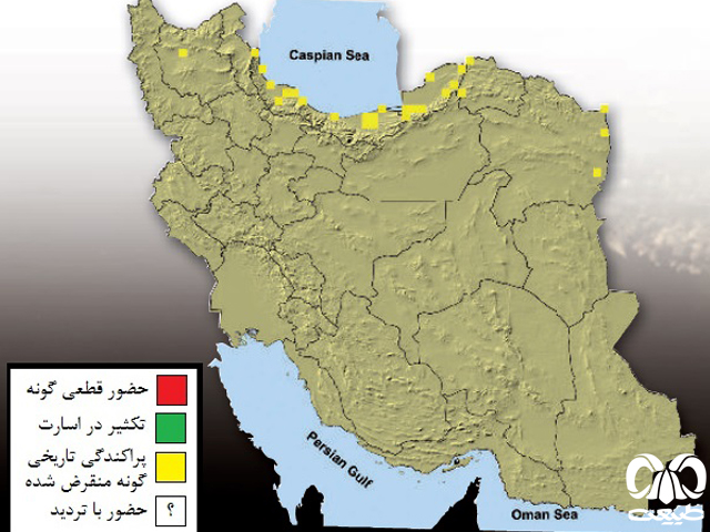  ببر در ایران