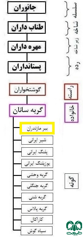  طبقه‌بندی گونه ببر مازندران