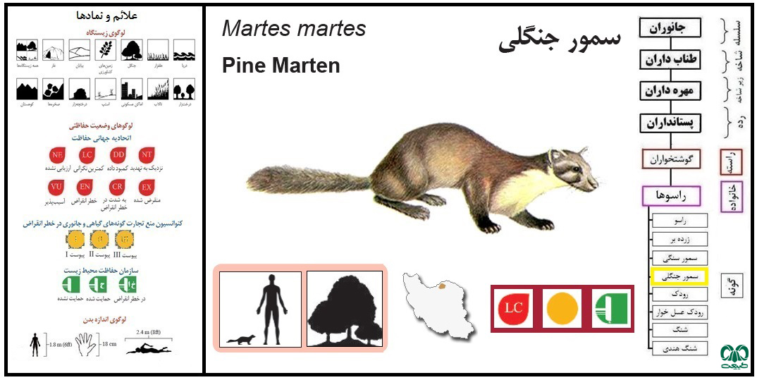 معرفی گونه سمور جنگلی